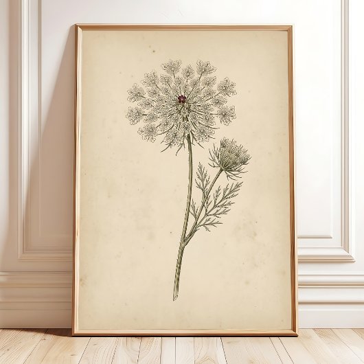 Botanische Queen Anne's Lace Print Kunst