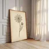 Botanische Queen Anne's Lace Print Kunst