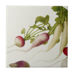 Botanische radijzen tegeltje