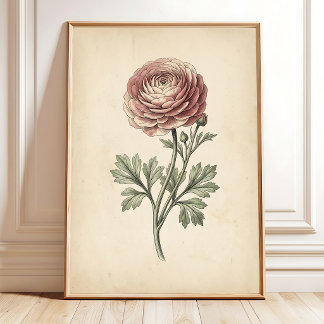 Botanische Ranunculus Canvas Print