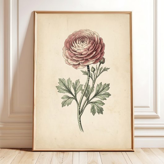 Botanische Ranunculus Canvas Print