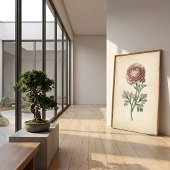 Botanische Ranunculus Canvas Print