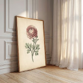 Botanische Ranunculus Canvas Print
