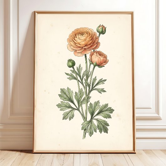 Botanische Ranunculus Galerij Kunstprint Poster
