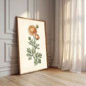 Botanische Ranunculus Galerij Kunstprint Poster