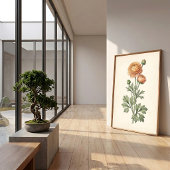 Botanische Ranunculus Galerij Kunstprint Poster