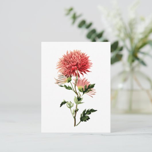 Botanische Red Bachelor Button Briefkaart (Staand voorkant)