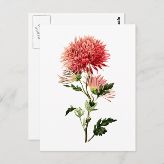 Botanische Red Bachelor Button Briefkaart (Voorkant / Achterkant)