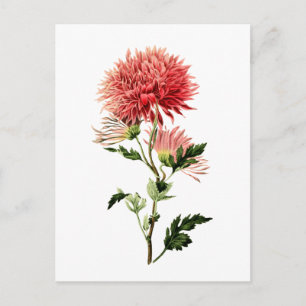 Botanische Red Bachelor Button Briefkaart