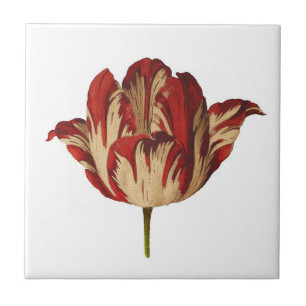 botanische restanten tulp keramische tegel tegeltje