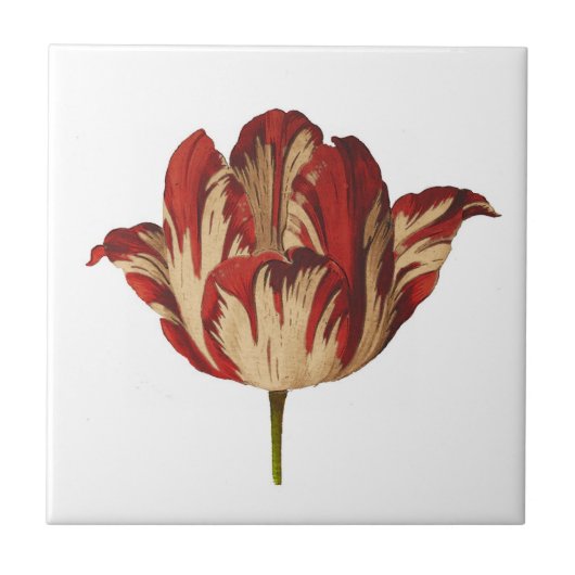  botanische restanten tulp keramische tegel tegeltje (Voorkant)