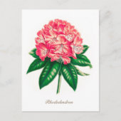 botanische Rhododendron ventilator Briefkaart (Voorkant)
