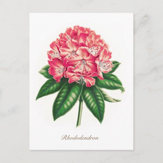  botanische Rhododendron ventilator Briefkaart (Voorkant)