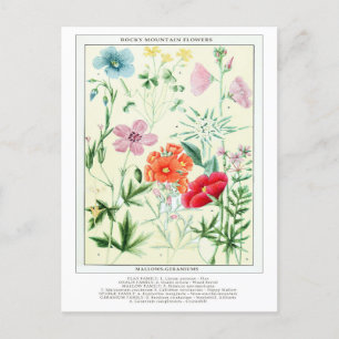 Botanische  Rocky Mountain Bloemen Briefkaart