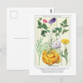 Botanische Rocky Mountain Wildflowers Briefkaart (Voorkant / Achterkant)