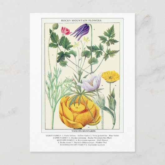 Botanische Rocky Mountain Wildflowers Briefkaart (Voorkant)