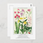 Botanische Rocky Mountain Wildflowers Briefkaart (Voorkant / Achterkant)