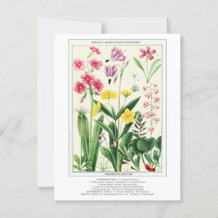 Botanische  Rocky Mountain Wildflowers Briefkaart