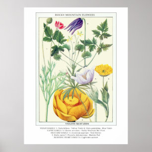 Botanische Rocky Mountain Wildflowers Poster