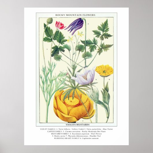 Botanische  Rocky Mountain Wildflowers Poster (Voorkant)