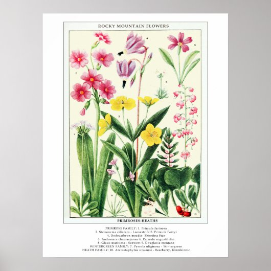Botanische Rocky Mountain Wildflowers Poster (Voorkant)