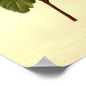  Botanische Rode Hibiscus Schoenbloem Poster (Hoek)