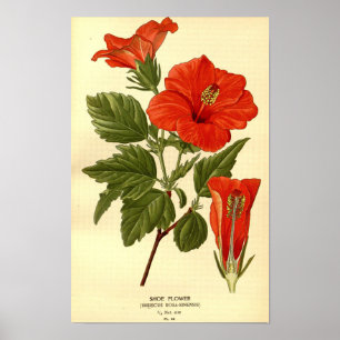  Botanische Rode Hibiscus Schoenbloem Poster