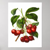 botanische rode kersen afdrukken poster (Voorkant)