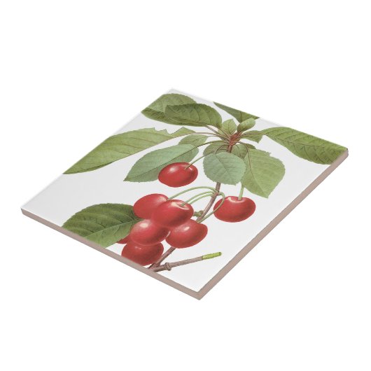 Botanische rode kersen tegeltje (Zijkant)