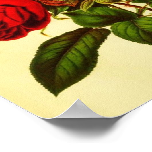 Botanische rode roze poster (Hoek)