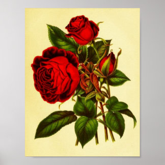 Botanische rode roze poster