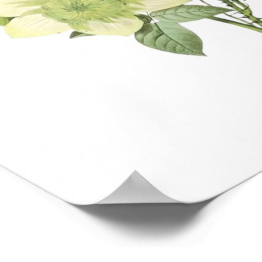 Botanische Roos Clementis Anemone Redoute Poster (Hoek)