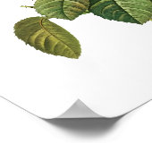 Botanische Rosa Centifolia Goliacea Redoute Poster (Hoek)