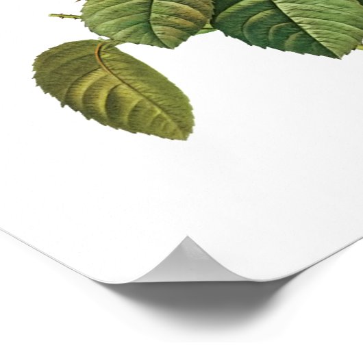 Botanische Rosa Centifolia Goliacea Redoute Poster (Hoek)