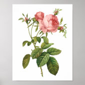Botanische Rosa Centifolia Goliacea Redoute Poster (Voorkant)