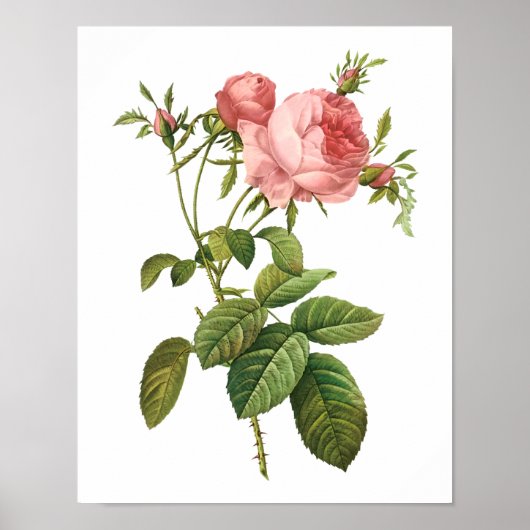 Botanische Rosa Centifolia Goliacea Redoute Poster (Voorkant)