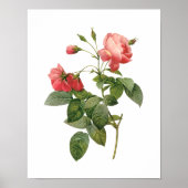 Botanische Rosa Centifolia Redoute Poster (Voorkant)