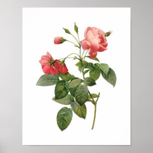 Botanische Rosa Centifolia Redoute Poster