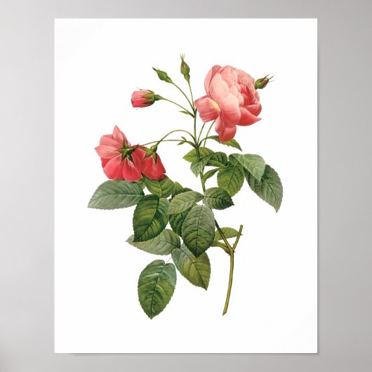 Botanische Rosa Centifolia Redoute Poster (Voorkant)