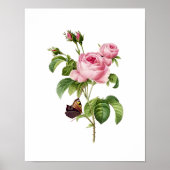 Botanische Rosa Centifolia Redoute Poster (Voorkant)