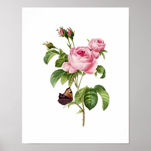 Botanische Rosa Centifolia Redoute Poster (Voorkant)