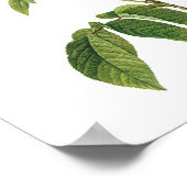 Botanische Rosa Gallica Redoute Poster (Hoek)