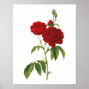 Botanische Rosa Gallica Redoute Poster