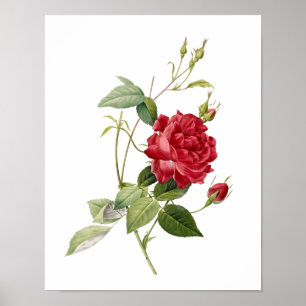 Botanische Rosa indica Cruenta Redoute Poster