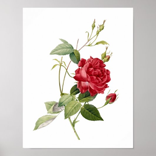 Botanische Rosa indica Cruenta Redoute Poster (Voorkant)