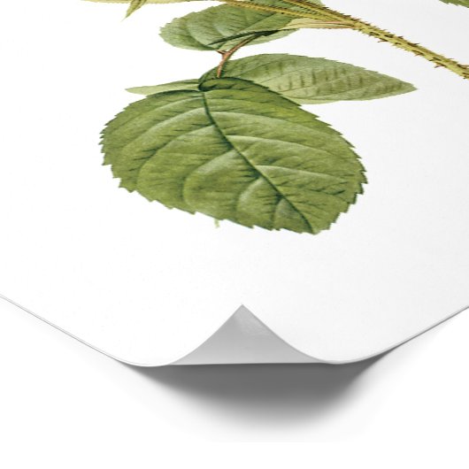 Botanische Rosa Musoosa Multiplex Redoute Poster (Hoek)