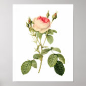 Botanische Rosa Musoosa Multiplex Redoute Poster (Voorkant)