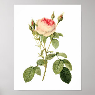 Botanische Rosa Musoosa Multiplex Redoute Poster