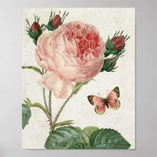 botanische roze en vlinder poster