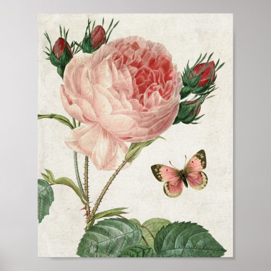  botanische roze en vlinder poster (Voorkant)